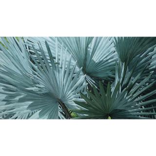 Luis Armando Zesatti - Abanicos