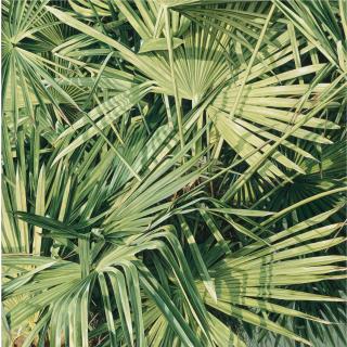 Luis Armando Zesatti - El Último Sentimiento En Verde