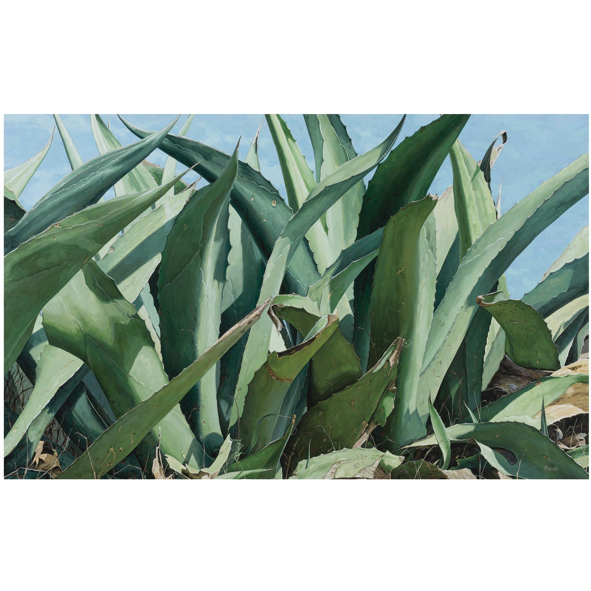 Luis Armando Zesatti - Magueys