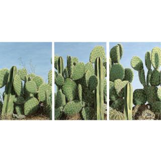 Luis Armando Zesatti - Nopales Y Cactus (Triptych)