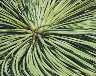 Luis Armando Zesatti - Pequeño respiro verde