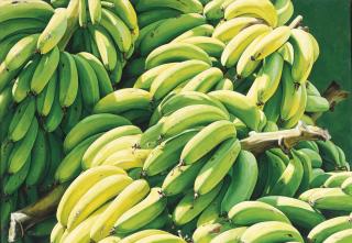 Luis Armando Zesatti - Plátanos