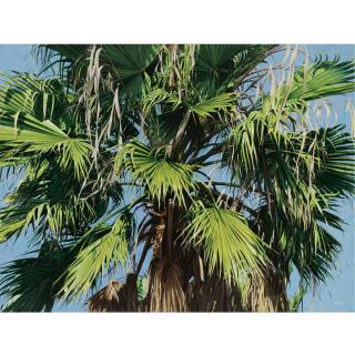 Luis Armando Zesatti - Trópico Ii (Verde Vientos)