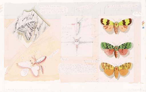 Luis Benedit - Sistema de Señuelos (para atraer mariposas Noctuidas)