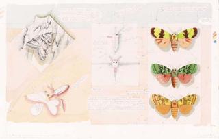 Luis Benedit - Sistema de Señuelos (para atraer mariposas Noctuidas)