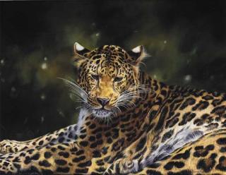 Lyndsey Selley - Leopard