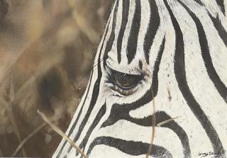Lyndsey Selley - White and black stripes