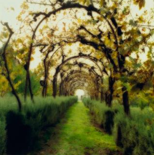 Lynn Geesaman - Selected Images of Italy