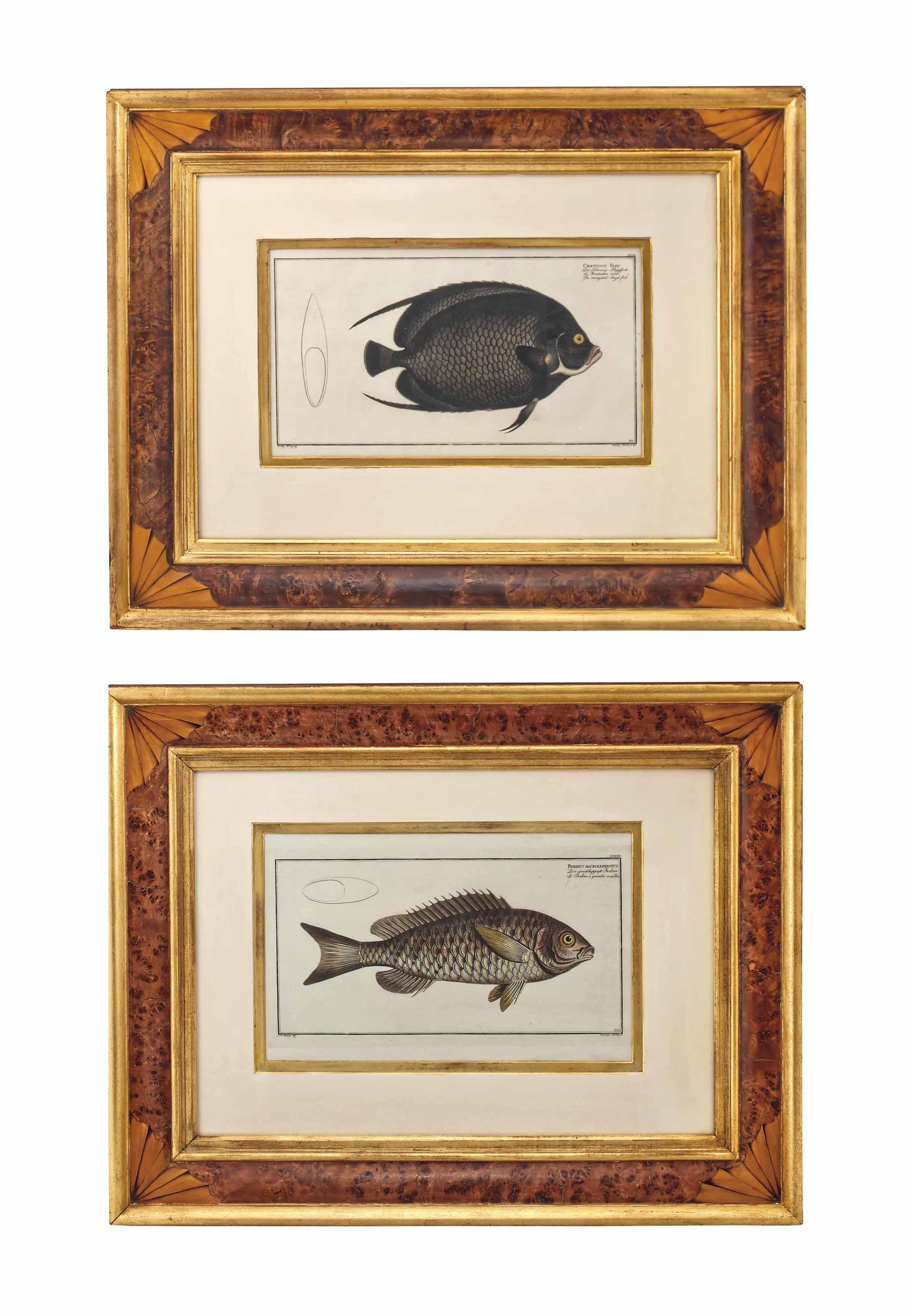 M. E. Bloch - Six hand-coloured Engravings of fish