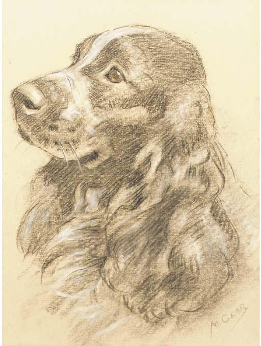 Mabel Gear - A springer spaniel