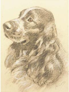 Mabel Gear - A springer spaniel