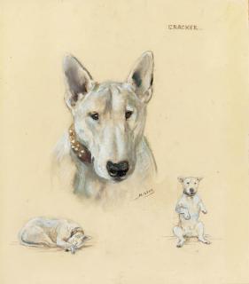 Mabel Gear - Cracker, A Bull Terrier