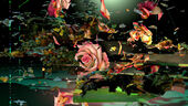 Digital Image of a scattered rose