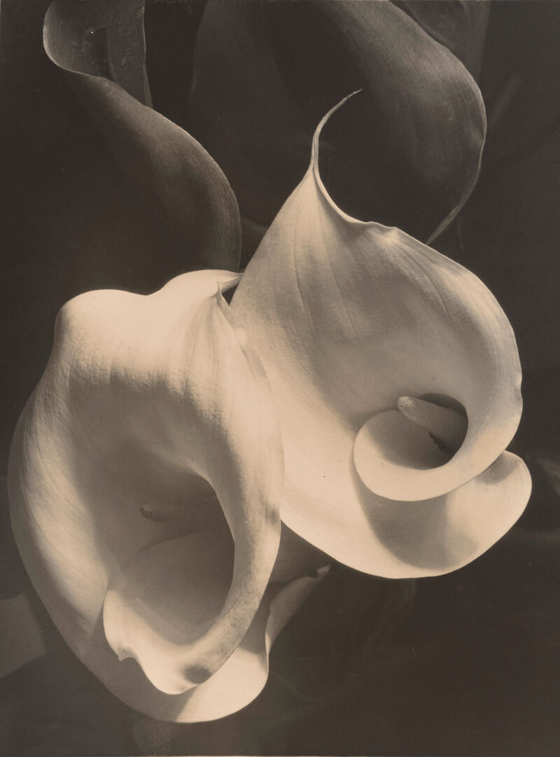 Two callas in black and white