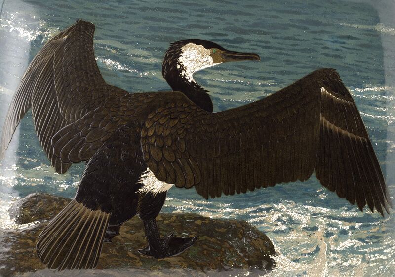 Japanse aalscholver, Rokkaku Daijō, 1938