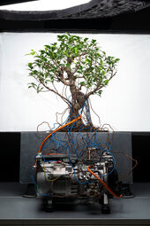 Anastasiia Batishcheva, \