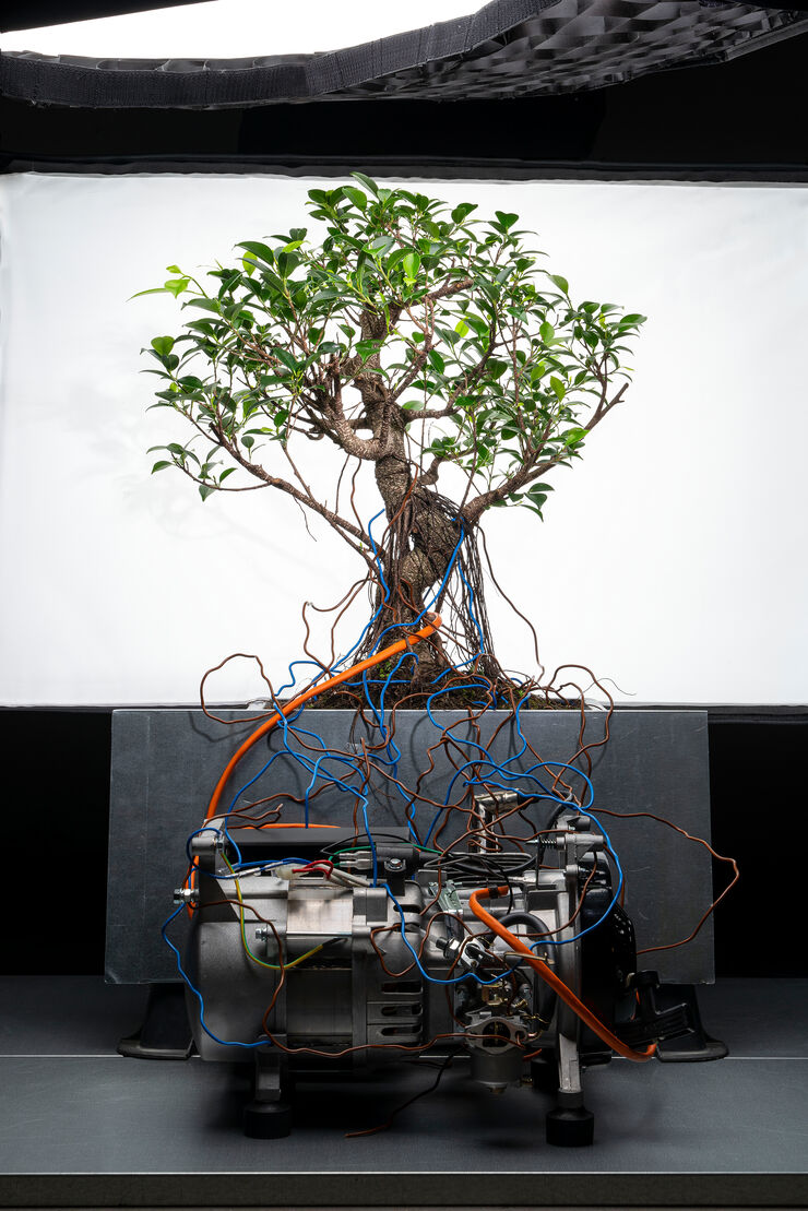 Anastasiia Batishcheva, \