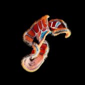 Martin Salfity Zooplankton, 2024