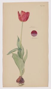 Hilma af Klint. Tulipa sp. (Tulip). Sheet 35 from the portfolio Nature Studies. May 20, 1920