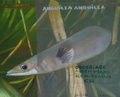 Elvira Flamm, Fading Life XX, 2022