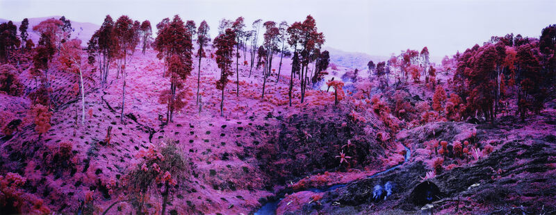 Richard Mosse, If I Ran the Zoo, 2012