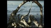 Florence Lazar, It’s all thanks to bad weather: stills from 1a to 5a Vidéo