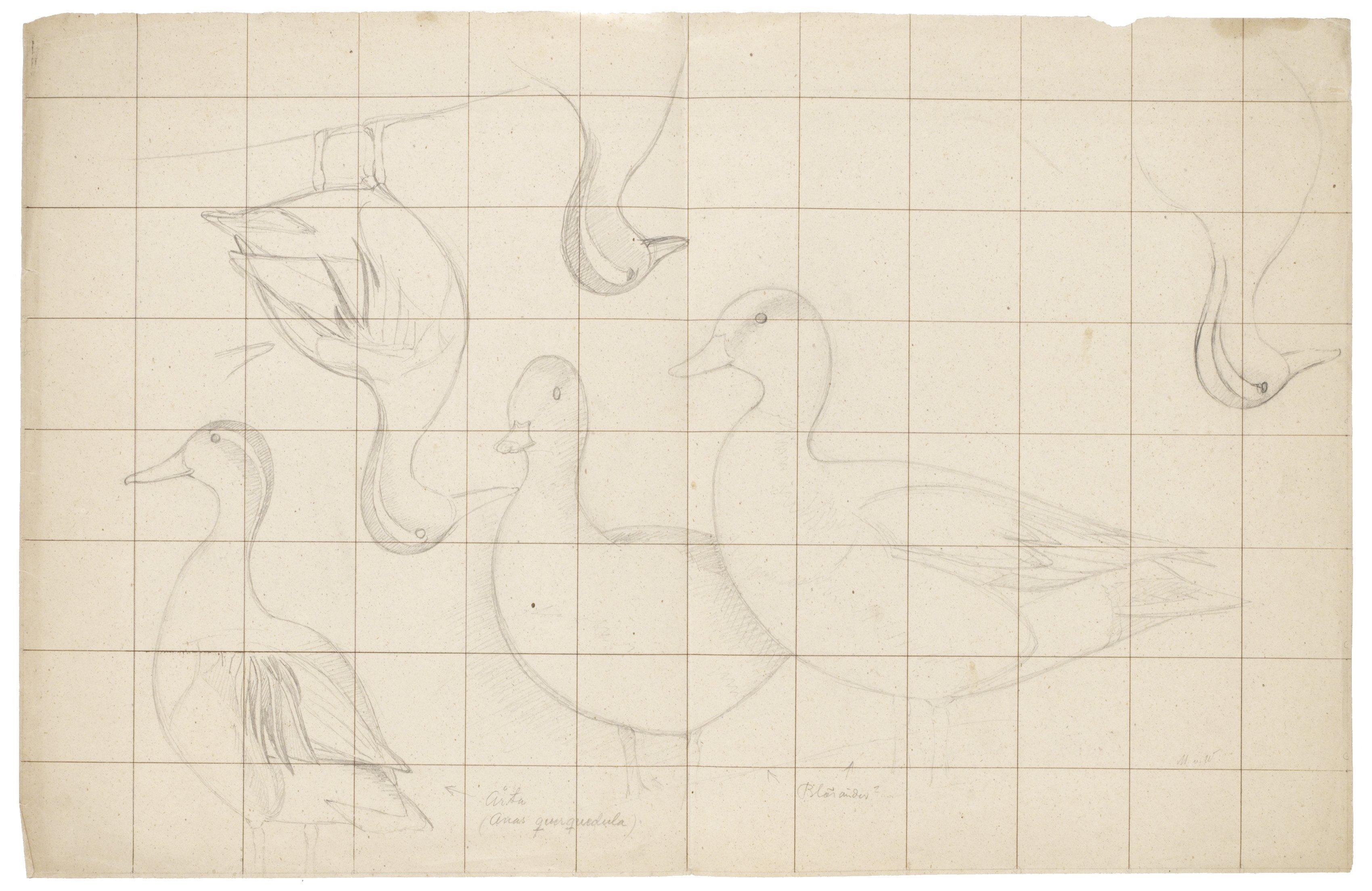 Magnus von Wright - Studier av Årta