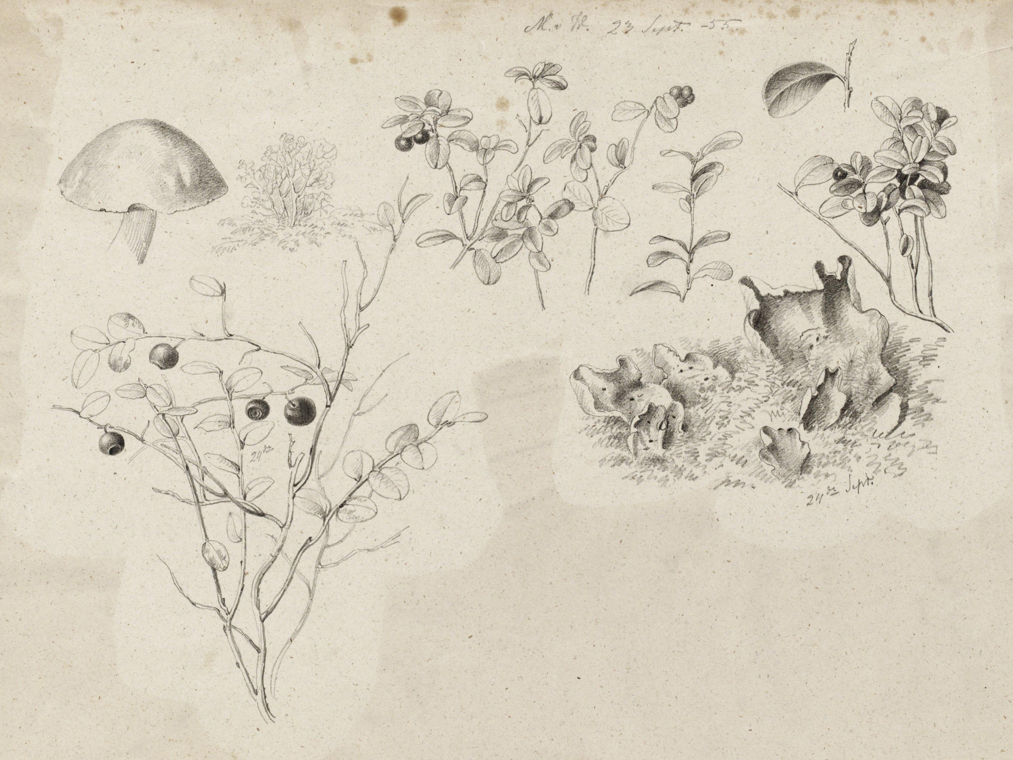 Magnus von Wright - Studier av blåbärs- och lingonbuskar och svampar