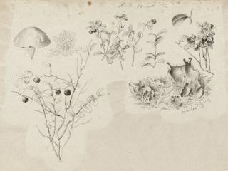 Magnus von Wright - Studier av blåbärs- och lingonbuskar och svampar