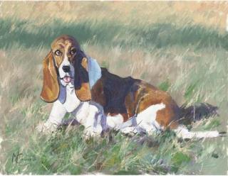 Malcolm Coward - A basset hound