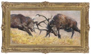 Malcolm Coward - Rutting stags