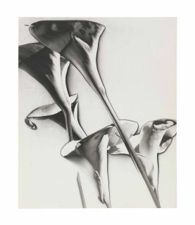 Man Ray - Calla Lilies, 1930