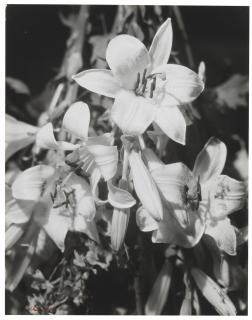 Man Ray - Lilies, 1925