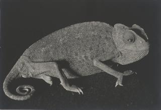 Man Ray - Lizard, c. 1932