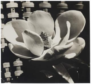 Man Ray - Magnolia Blossom, 1925