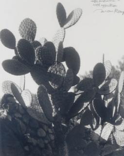 Man Ray - Man Ray in Cactus Garden, Pasadena, 1945