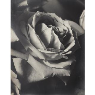 Man Ray - The Rose