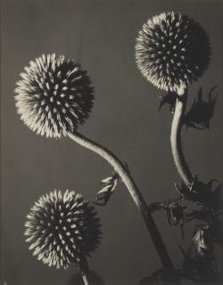 Man Ray - Untitled, 1931