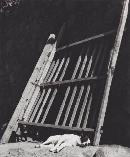 Manuel Alvarez Bravo - Gusto Sueño, 1966