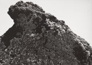 Manuel Alvarez Bravo - Roca Cubierta de Lichen (Lichen Covered Rock)