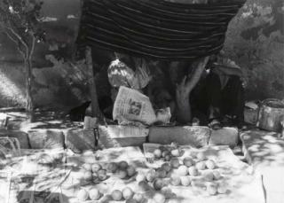 Manuel Álvarez Bravo - Set Trap