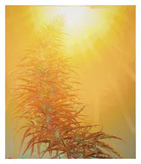 Marc Handelman - Jubilee, 2004