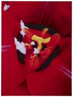 Marc Quinn - Close Up 1