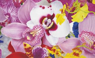 Marc Quinn - Fauna of the Mekong Delta