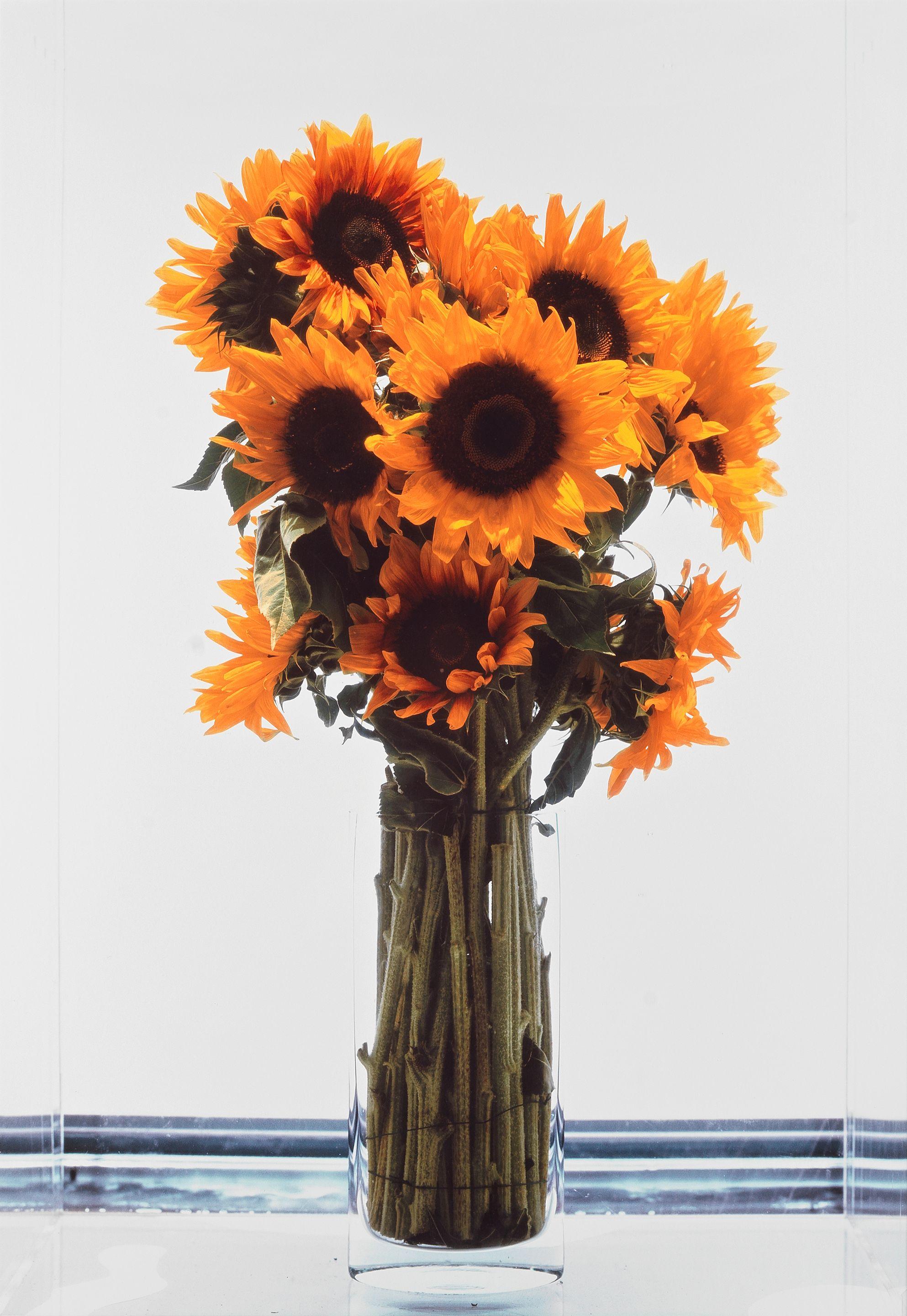 Marc Quinn - Frozen Sunflowers