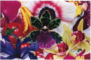 Marc Quinn - Hippopotami In The Thames