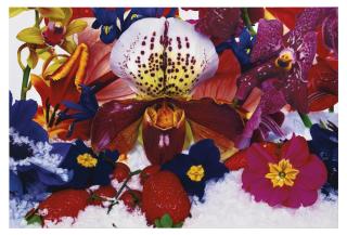 Marc Quinn - Rice Paddies Of The Yangtze River