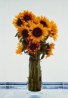 Marc Quinn - Sunflowers.