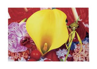 Marc Quinn - Thaw of the Kokolik River