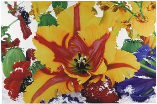 Marc Quinn - The Extra Tropical Troposphere